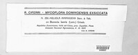 Image of Meliola amphigena